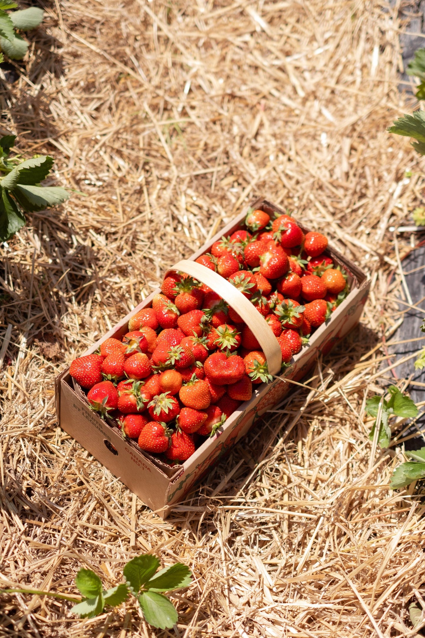 Boîte de 12 chopines de fraises